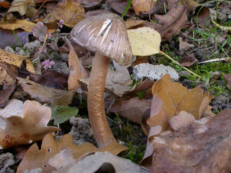 foto spore Inocybe asterospora